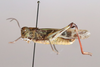 CollectionObject 1591765; 5fd9641e-c4e0-45c7-b63d-95c3663e9f71: male, lateral view (syntype of Oedaleus asiaticus). (CollectionObject).