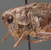 CollectionObject 1505833; 9ec19a7f-f1ce-403a-8155-30af49875018: male pronotum, lateral view (holotype). (CollectionObject).