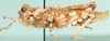 Batrachornis perloides Saussure, 1884: lateral view. (Otu).
