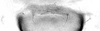 Forewing.: Hairs on eighth abdominal tergite of A. decepta. (Observation).