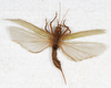 CollectionObject 1531375; a20196cc-f564-4b37-b4b0-fc9f1feaedac: female, dorsal view (holotype). (CollectionObject).