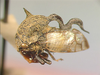 Evanchon Goding, 1930: _Evanchon serpentinum_. (Otu).