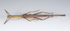 Sigaruphasma Hennemann, Conle, Perez-Gelabert & Valero, 2020: copyright USNM. male of Sigaruphasma bouladoui [type species] (holotype). (Otu).