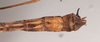 CollectionObject 1561298; NHMUK(SF IMPORT DUPLICATE) 845154, 05cf2fa2-efc1-4a56-a297-175d70c8f48d: copyright Natural History Museum, London. female: end of abdomen, ventral view (paratype). (CollectionObject).
