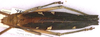 CollectionObject 1517051; f692a5f8-1a88-4691-ac30-2a1b3bfab357: female dorsal (holotype). (CollectionObject).