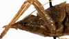 female head and pronotum, lateral view (allotype). Depicts Acantheremus bonfilsi Hugel & Morin, 2003, an Otu.