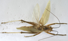 CollectionObject 1541893; 83c567be-17fb-436c-8aed-60b12210364c: male, dorsal view (syntype). (CollectionObject).