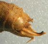 CollectionObject 1517229; c650b075-baf8-4f26-bf2d-03e5f049cabe: male cerci (holotype). (CollectionObject).
