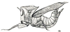 Hemierianthus assiniensis (Bolívar, 1930): Fig. 35 (after type specimen). female (hindlegs missing, body length 27 mm). (Otu).