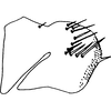 Pygofer, lateral view on Colladonus espinosus Nielson, 1957: (Observation).