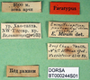 CollectionObject 1502706; 1ddbe4a2-c5d0-434b-be0d-67cc0ff91260: labels (paratype). (CollectionObject).