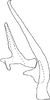 Aedeagus, lateral view on Eualebra smithii Baker, 1899: Aedeagus, lateral view. (Observation).