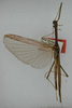 CollectionObject 1559088; ca7a40b1-8fa6-4a1b-8014-6f7d864d69e2: copyright ANSP. male (holotype). (CollectionObject).