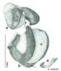 CollectionObject 1569232; f655a0b2-f3eb-4a5e-8076-0ccd3d02b929: Original drawing by Heidi Hopkins © Heidi Hopkins. Holotype, adult male, genitalia, ventral view. (CollectionObject).
