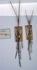 CollectionObject 1558054; 85df912e-720f-46d1-8f83-ffc7f6ae553d: copyright MSNG. male (holotype). (CollectionObject).