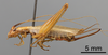 CollectionObject 1966223; fac95764-1668-4032-bb15-ab790dad88cb: Female, lateral view (paratype). (CollectionObject).