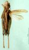 CollectionObject 1502709; 10d7dfcf-c365-4a82-9e8e-e1478baa2fb7: female, dorsal view (paratype). (CollectionObject).