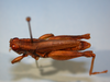 CollectionObject 1513170; 1e273141-d5ad-4d68-8513-ec6a65471033: male, dorsal view (holotype). (CollectionObject).
