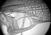 Erioloides longinoi Naskrecki & Cohn, 2000: male mirror. (Otu).