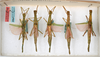 CollectionObject 1559843; 4f928c38-7b5d-46ed-961f-753a06ec8f34: copyright ANSP. females, dorsal view (syntypes). (CollectionObject).;CollectionObject 1559844; b8730f1c-e35e-4fdb-8d64-e61561a4ccfd: copyright ANSP. females, dorsal view (syntypes). (CollectionObject).