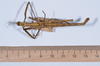 Asprenas dubius Carl, 1915: copyright NHMB, Basel. male, dorsal view (syntype). (Otu).