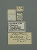 CollectionObject 1561244; f1af47a6-3b3b-413b-94f9-86bd141159e3: copyright UMO. male of synonym Phyllium dardanus, data labels (holotype). (CollectionObject).