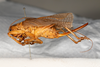 CollectionObject 1531276; 48681b7a-2be1-437d-970c-6ca62050ee3e: female, lateral view (syntype). (CollectionObject).