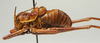 CollectionObject 1573773; 55f126a0-291c-438d-989b-767523cf93c2: male, lateral view (paratype of Steropleurus ceretanus). (CollectionObject).
