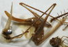 CollectionObject 1597765; 1b658284-94e1-4191-afb5-acc73cf1c12e: female (paratype). (CollectionObject).
