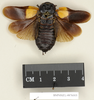 CollectionObject 1552817; NHMUK(SF IMPORT DUPLICATE) BMNH(E) 876005, a82d0883-b8ef-4e5e-8c8c-82b4ea3c65ef: Copyright Natural History Museum, London. Lectotype (adult male) in BM(NH). Dorsal view. (CollectionObject).