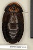 CollectionObject 1572959; a5c4a28d-3c47-4784-829e-5f47290a7fb9: Copyright Natural History Museum, London. Non-type (adult female) in BM(NH). Dorsal view. (CollectionObject).
