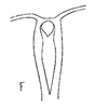 Aedeagus, ventral view: !! display not done !! on Bahita Oman, 1938: aedeagus, dorsally. (Observation).