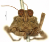 CollectionObject 1521835; OUM 717, 53802070-5e3e-41fd-ac7d-7f0ded875df9: male, frontal view (holotype). (CollectionObject).