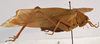 CollectionObject 1534634; 6732e31c-1c3c-4029-bc1c-a16a0876c3cd: female habitus, lateral view (holotype). (CollectionObject).