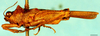 CollectionObject 1581428; cf376aa3-3ef1-4919-9ea2-398b8cfaae0e: male, lateral view. (CollectionObject).