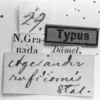 CollectionObject 1530377; f755f49f-5332-4471-9259-480a31a251a6: Image Carbonell, C.S. labels (syntype). (CollectionObject).