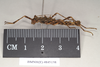 Ommatopseudes harmani (Brock, 1995): copyright Natural History Museum, London. female, lateral view (paratype). (Otu).