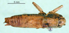 CollectionObject 1502000; ac599471-4fe1-4c9b-9161-e69fcfb975ce: male, dorsal view (paratype). (CollectionObject).