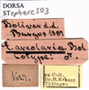 CollectionObject 1530833; 0f5eaec9-5ab1-4a97-9a8e-fcef490f5f30: labels (allegedly syntype). (CollectionObject).