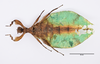 CollectionObject 1561255; 644c4590-2757-4037-a381-de6e390bf3b6: copyright SDEI. female, dorsal view (holotype). (CollectionObject).