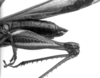 CollectionObject 1521522; 0bf30b91-8f5e-4d2d-9cad-aacd66faa96c: Image Carbonell, C.S. female abdomen tip, lateral view (holotype). (CollectionObject).