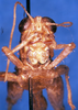 CollectionObject 1505381; a761a4b0-37c7-4b5a-98c4-3da1782ac157: male, frontal view (syntype of Cranae marginata). (CollectionObject).