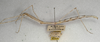 CollectionObject 1558007; NMW 419, e1c7efcb-f156-4ddc-9f0d-b0bc7cb83cd1: copyright NMW, Vienna. female, lateral view (syntype). (CollectionObject).