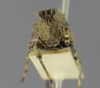 CollectionObject 1523179; 8988d9ba-e1d8-4823-85b7-9ec3aa9c55a9: male, frontal view (holotype). (CollectionObject).