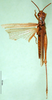 CollectionObject 1501236; c81a95ea-83f1-4627-b550-ce283560c26d: male, dorsal view (syntype). (CollectionObject).