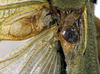 CollectionObject 1500634; 4b667e6d-18fd-449c-b09b-240f7939edb6: stridulatory area (holotype). (CollectionObject).