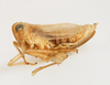 Habitus, lateral view on Elachodelphax (Aschedelphax) pediforma (Beamer, 1947): (Observation).