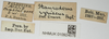 CollectionObject 1581312; b82e09b1-74d4-4b48-87f6-5709a98ac2c5, NHMUK10924578: labels. (CollectionObject).
