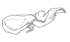 Adelotettix collaris (Bruner, 1908): Fig. 183. endophallus, lateral view. (Otu).