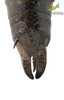 CollectionObject 1861682; 840a9030-2407-4266-9690-247eaa3354d8, Unioeste Cascavel K-0565: Female. Dorsal view. (CollectionObject).